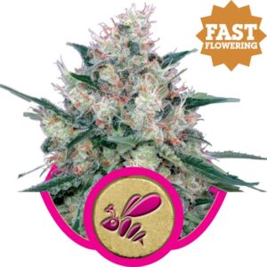Honey Cream FAST Version feminized Seeds