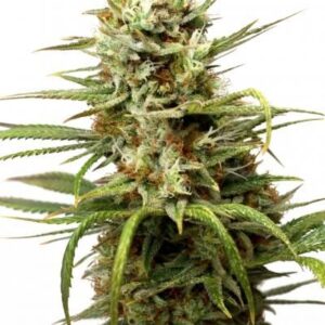 White Widow Auto feminized Seeds