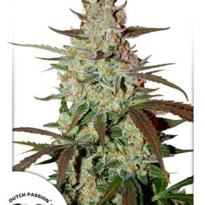 Blue Mazar Auto feminized Seeds