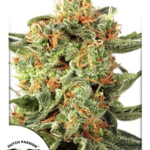 Orange Hill Special feminized Seeds