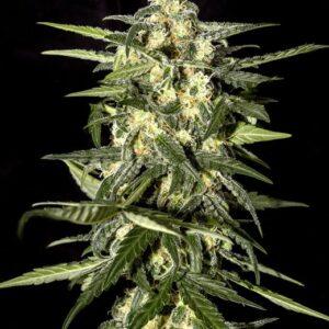 Jack Herer Auto feminized Seeds