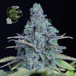 Jack Herer feminized Seeds