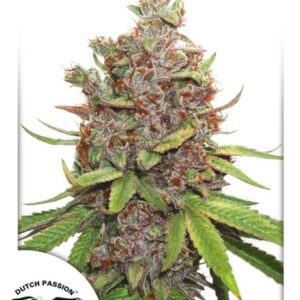 Glueberry O.G. Auto feminized Seeds
