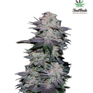 Blackberry Auto feminized Seeds