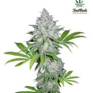 Californian Snow Auto feminized Seeds