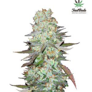 G14 Auto feminized Seeds