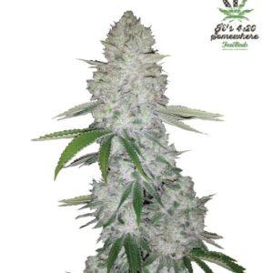 Gorilla Auto feminized Seeds