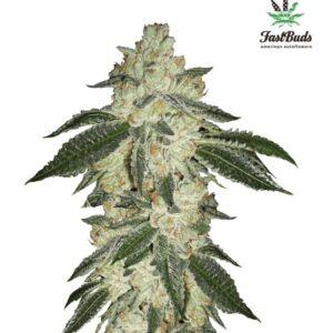 Green Crack Auto feminized Seeds