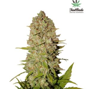 Pineapple Express Auto feminized Seeds