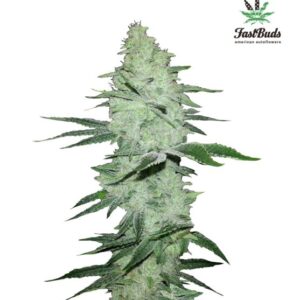 Six Shooter Auto feminized Seeds