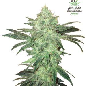 Stardawg Auto feminized Seeds