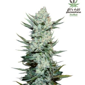 Tangie Auto Feminized Seeds