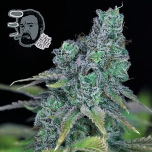 Jack Herer Fast feminized Seeds