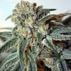 Zombie Kush feminized Seeds