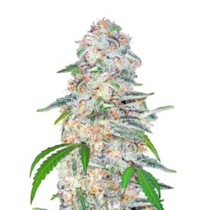 Blue Dream Auto feminized Seeds