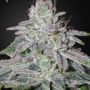 Franco's Lemon Cheese feminized Seeds