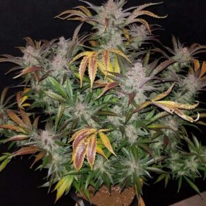 Cream Cookies Auto feminized Seeds