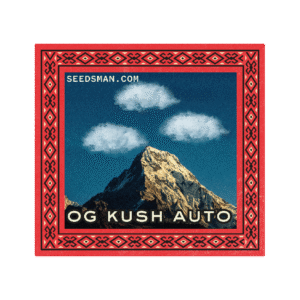 OG Kush Auto feminized Seeds