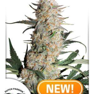 Critical Orange Punch feminized Seeds