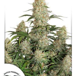 Critical Orange Punch Auto feminized Seeds