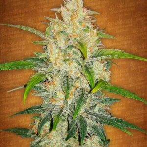 Zkittlez Auto feminized Seeds