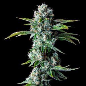 Skywalker Kush feminized Seeds