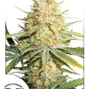 Lemon Kix Auto Feminized Seeds