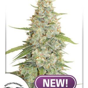 Meringue feminized Seeds