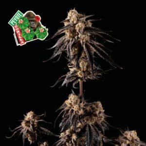 Peyote Gorilla feminized Seeds