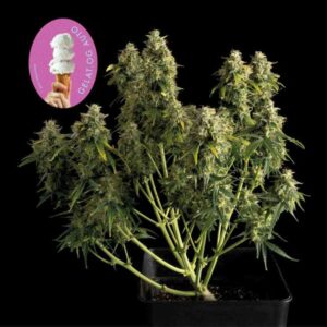 Gelat.OG Auto feminized Seeds