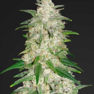 Gelato Auto feminized Seeds