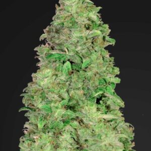 CBD 20:1 Auto feminized Seeds