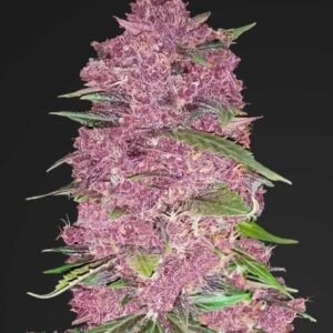 Purple Lemonade Auto feminized Seeds