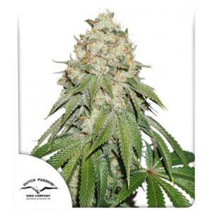 Banana Blaze feminized Seeds