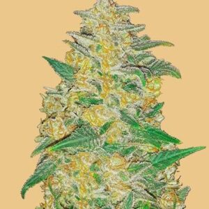 Original AK Auto feminized Seeds