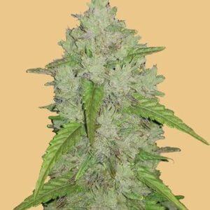 Original Amnesia Haze Auto feminized Seeds