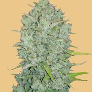 Original Northern Lights Auto feminized Seeds