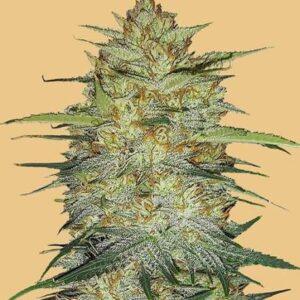 Original OG Kush Auto feminized Seeds