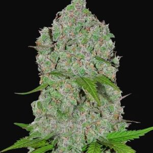 Orange Sherbet Auto feminized Seeds
