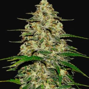 Wedding Cheesecake Auto feminized Seeds