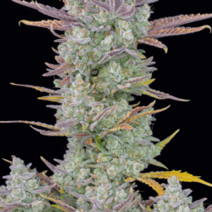 Gorilla Cookies Auto feminized Seeds
