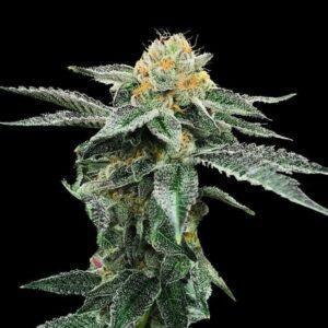 Kosher Cookies feminized Seeds