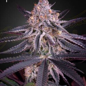 King's Juice feminized Seeds