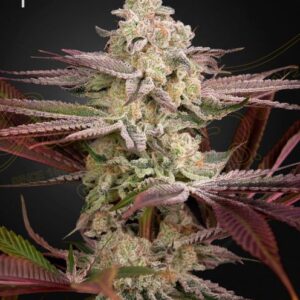 Chemical Bride Feminized Seeds