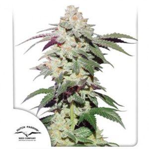 Skywalker Haze feminized Seeds