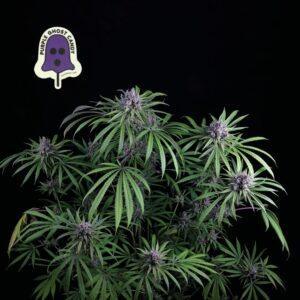 Purple Ghost Candy feminized Seeds