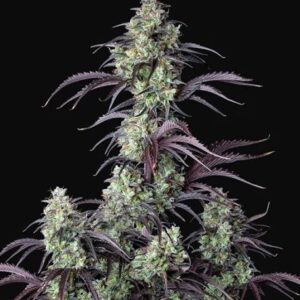Mimosa Cake Auto feminized Seeds
