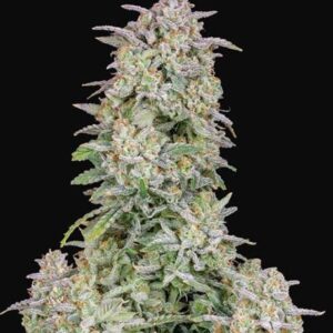 Forbidden Runtz Auto feminized Seeds