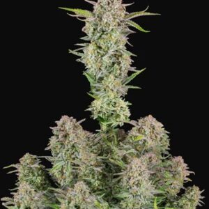 Bruce Banner Auto feminized Seeds