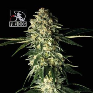 Fuel D.OG feminized Seeds